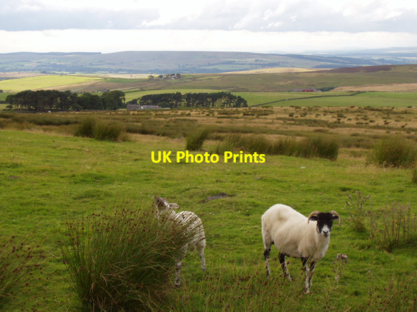 Photo 6"x4" Towards Greensyke Farm with rough pasture and sheep Greensike c2009