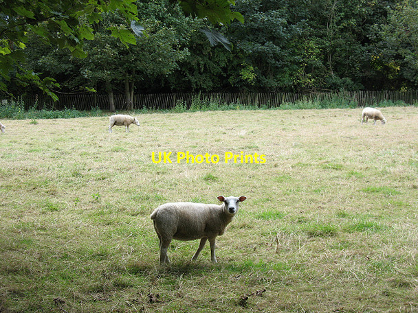 Photo 6"x4" Sheep at Merstham Gatton c2009