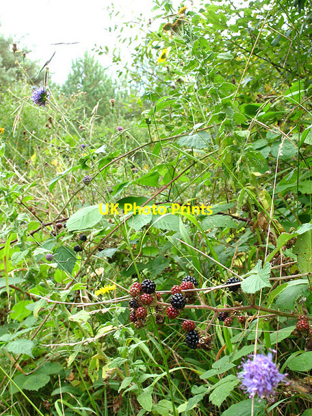 Photo 6"x4" Brambles in Joan Beech Wood Rhode Common c2009
