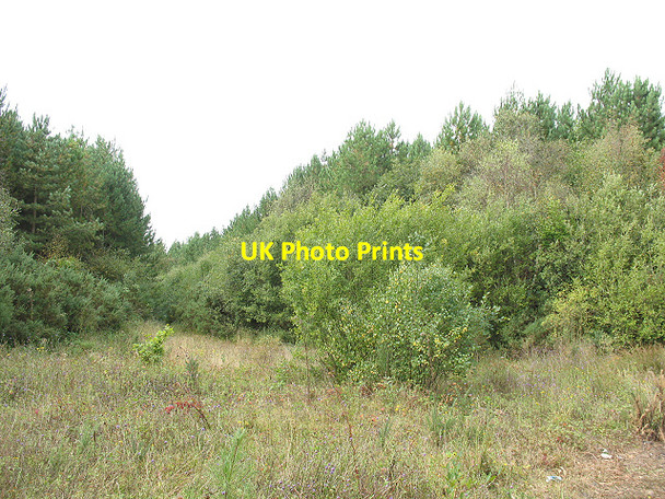 Photo 6"x4" Clearing in Court Wood Winterbourne\/TR0657 c2009