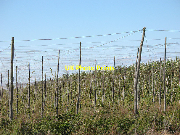 Photo 6"x4" Hop poles at South Street Crouch\/TR0558 c2009