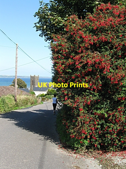 Photo 6"x4" Fuchsia  and Church Tower Ballycotton c2009