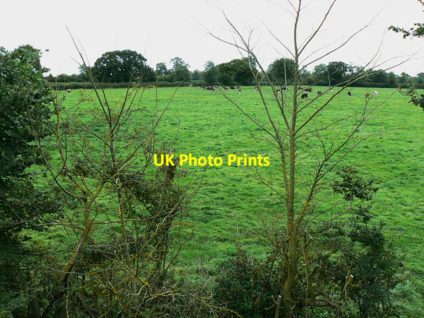 Photo 6"x4" Farmland and cattle near the Swindon and Cricklade Railway, Hayes Knoll Cricklade c2009