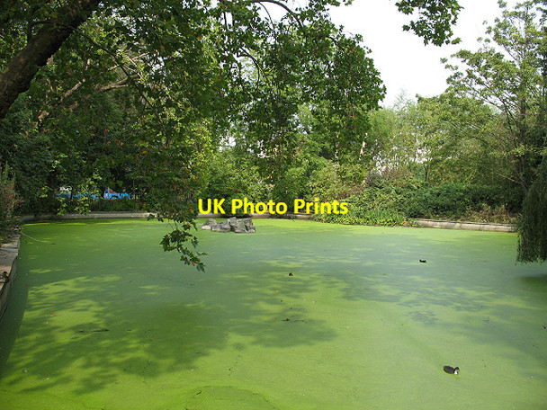 Photo 6"x4" Brookmill Park: lake with algal bloom Deptford\/TQ3677 c2009