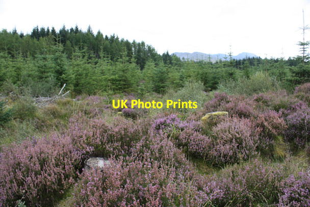 Photo 6"x4" Leanachan Forest Highbridge\/NN1981 c2009