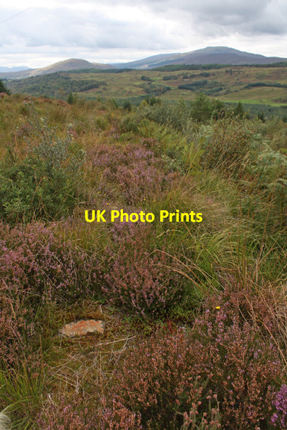 Photo 6"x4" A clearing in Leanachan Forest Highbridge\/NN1981 c2009