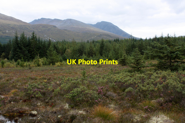 Photo 6"x4" Boggy clearing, Leanachan Forest Highbridge\/NN1981 c2009