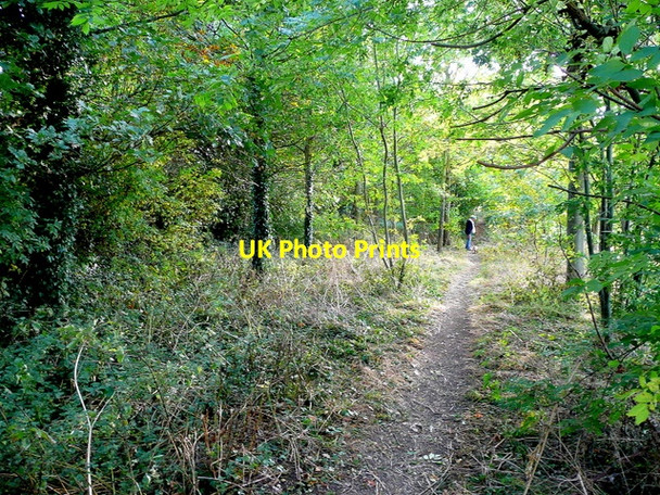 Photo 6"x4" Footpath through the trees Childswickham c2009