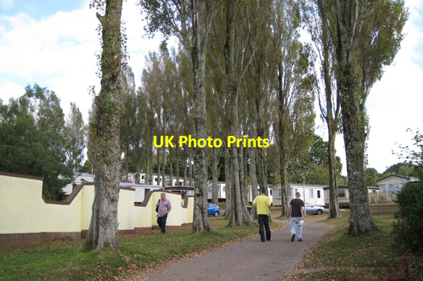 Photo 6"x4" Lombardy Poplars at Golden Sands Holiday Park Dawlish c2009