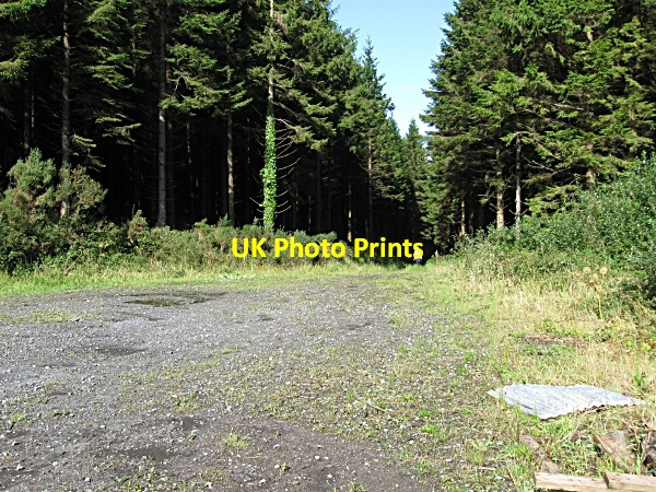 Photo 6"x4" Forest Clearing Inistioge c2009