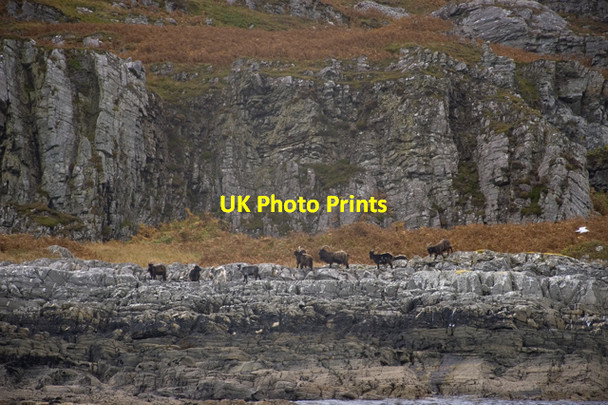 Photo 6"x4" Goats on the shores of Jura Kinuachdrachd c2009