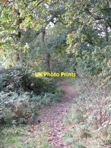 Photo 6"x4" Bridleway Through The Woods Arley c2009