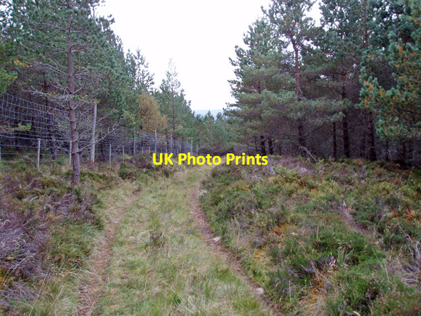 Photo 6"x4" Track through Tombain Plantation Upper Derraid c2009