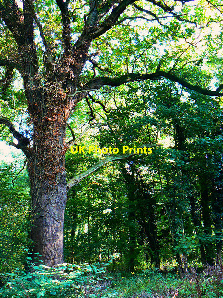Photo 6"x4" Oak tree in Great Wood, Stanton Park, Swindon Stanton Fitzwarren c2009
