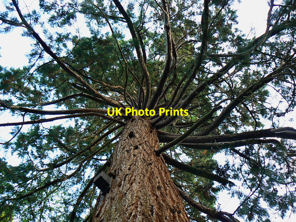 Photo 6"x4" Conifer, Great Park, Stanton Park, Swindon Stanton Fitzwarren c2009