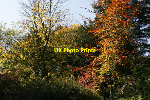 Photo 6"x4" More Autumn Colours, Batsford Arboretum Batsford c2009