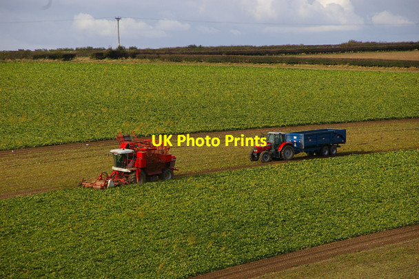 Photo 6"x4" Lifting Beet near Barton Grange Barton-Upon-Humber c2009