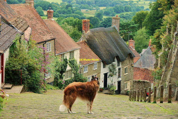 Photo 6"x4" Gold Hill, Shaftesbury Shaftesbury c2009