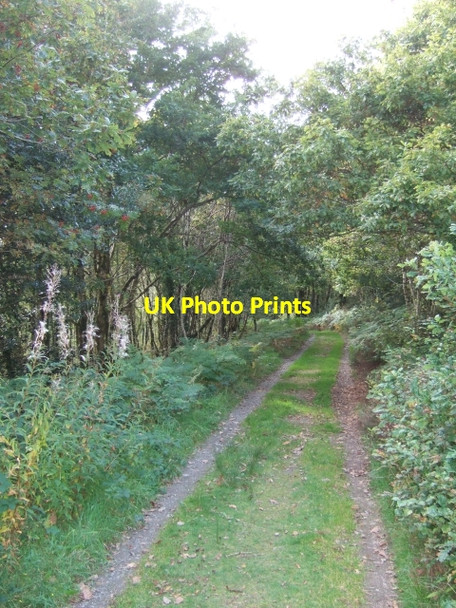 Photo 6"x4" In Pengelli Forest Felindre Farchog c2009 P1