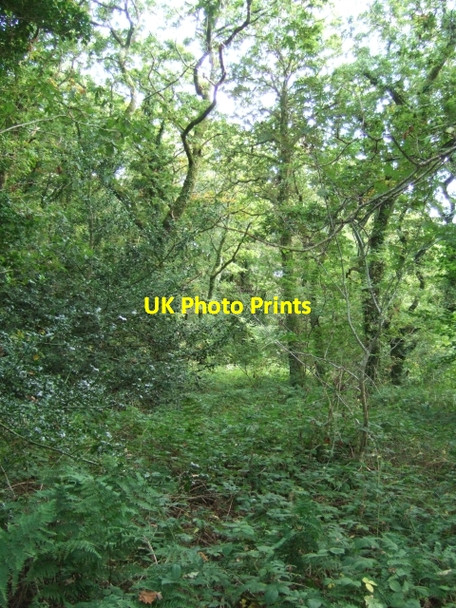 Photo 6"x4" In Pengelli Forest Felindre Farchog c2009 P2