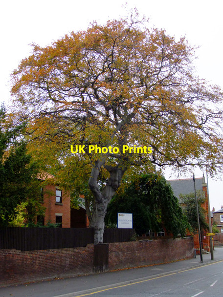 Photo 6"x4" Autumnal Colour - Holydyke, Barton Upon Humber Barton-Upon-Humber c2009