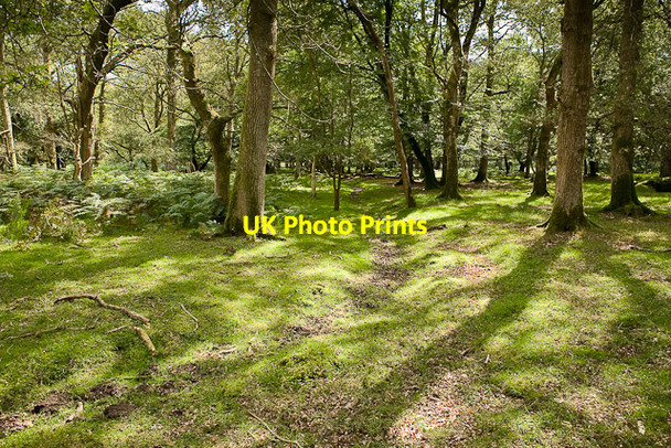 Photo 6"x4" Warwickslade cutting: original stream bed Bank\/SU2807 c2009