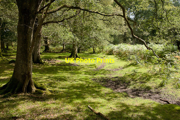 Photo 6"x4" Warwickslade Cutting: original stream bed Bank\/SU2807 c2009