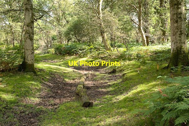 Photo 6"x4" Warwickslade Cutting: original stream bed Bank\/SU2807 c2009