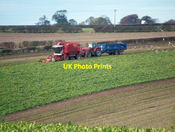 Photo 6"x4" Lifting Beet near Barton Grange Barton-Upon-Humber c2009