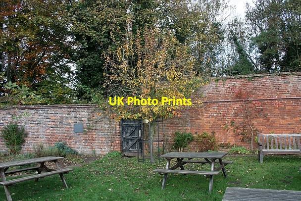Photo 6"x4" Worcester Black Pear tree, Hartlebury Castle Stourport-on-Severn c2009