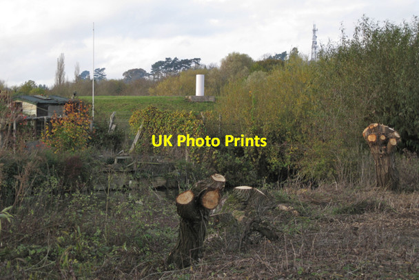 Photo 6"x4" Pollarded willows, Newbold Comyn Park Royal Leamington Spa c2009