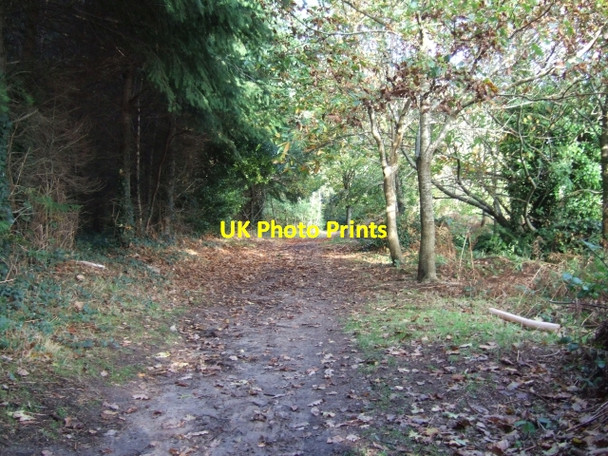 Photo 6"x4" Path through the south of Danes Wood Columbjohn c2009