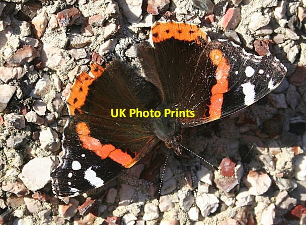 Photo 6"x4" Red Admiral Butterfly (Vanessa atalanta) Fochabers c2009