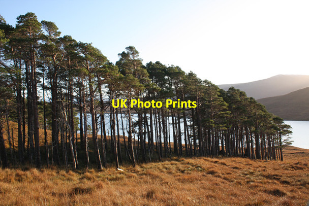 Photo 6"x4" A line of pine trees above Loch Fannich C\u00e0rn a' Bhreabadiar\/NH1767 c2009