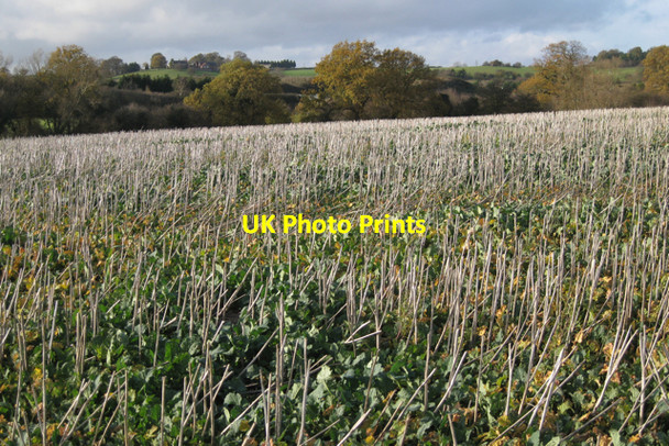 Photo 6"x4" Crop stalks east of Woodloes farm Warwick c2009