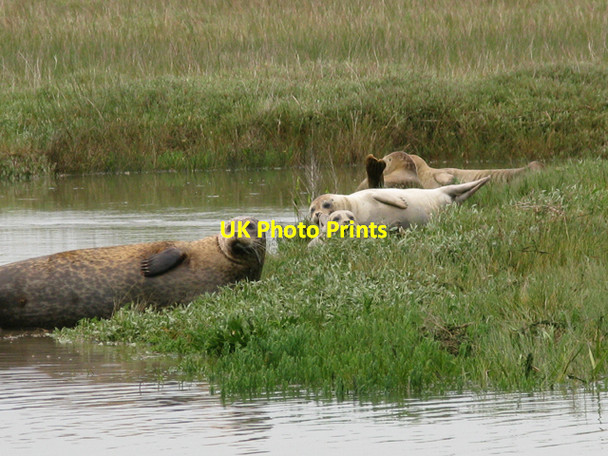 Photo 6"x4" Seals resting at high water, River Stour Richborough Port c2009