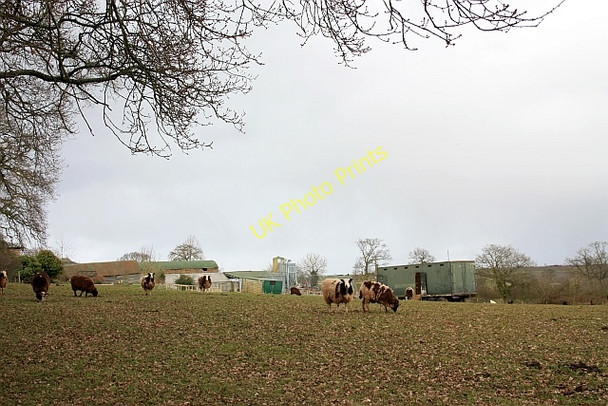 Photo 6"x4" Jacob Sheep, Shortwood Ullingswick c2009