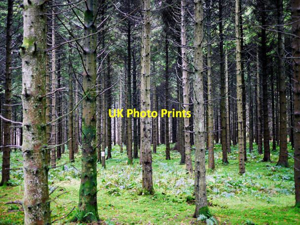 Photo 6"x4" Woodburn Forest Greenisland c2009