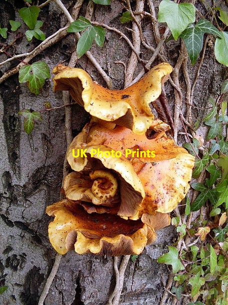 Photo 6"x4" Unidentified fungus (3) Stanley\/SE3424 c2009