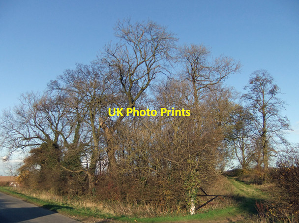 Photo 6"x4" Copse near Wootton Wootton\/TA0816 c2009