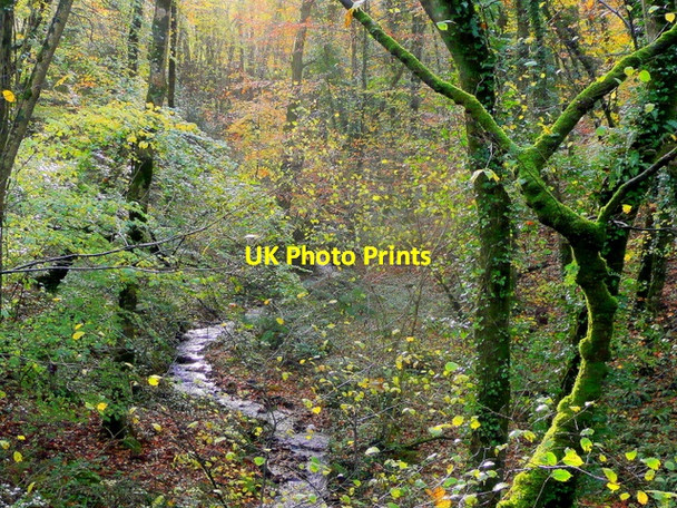 Photo 6"x4" Last autumn colour for 2009? Great Torrington c2009