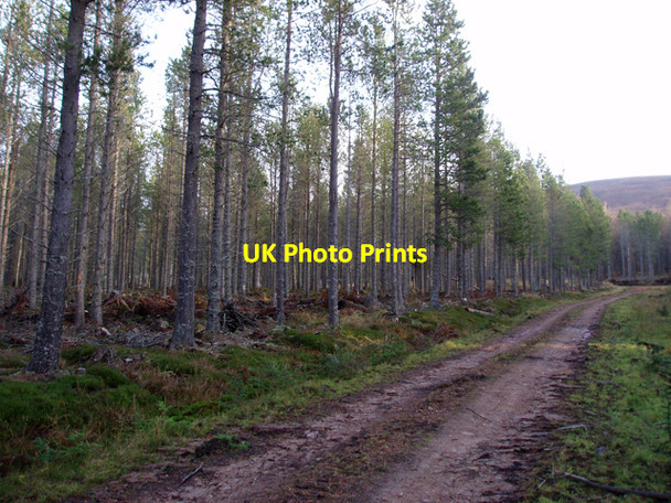 Photo 6"x4" Track through plantation Cairn Dregnie c2009