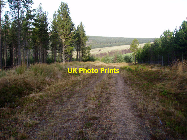 Photo 6"x4" Track in plantation south of Allt Dregnie Cairn Dregnie c2009