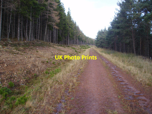 Photo 6"x4" Track up through plantation on Cairn Muldonich Tomnavoulin c2009