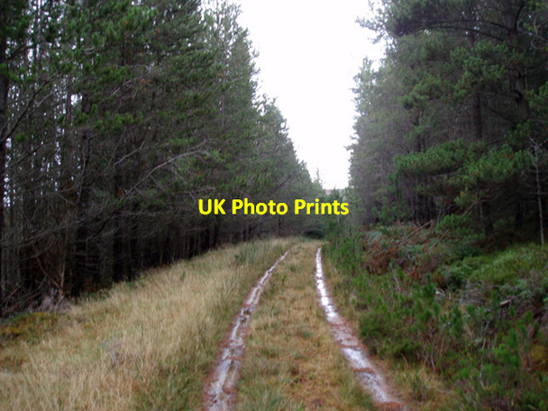 Photo 6"x4" Wet track through plantation Shenval\/NJ2129 c2009