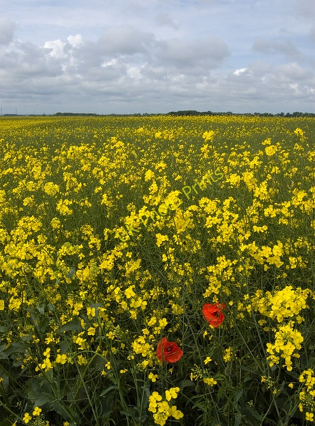 Photo 6"x4" Near Linley Hill Farm, Leven Burshill c2009