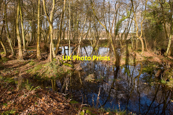 Photo 6"x4" Nature Reserve, Elstead Elstead c2009