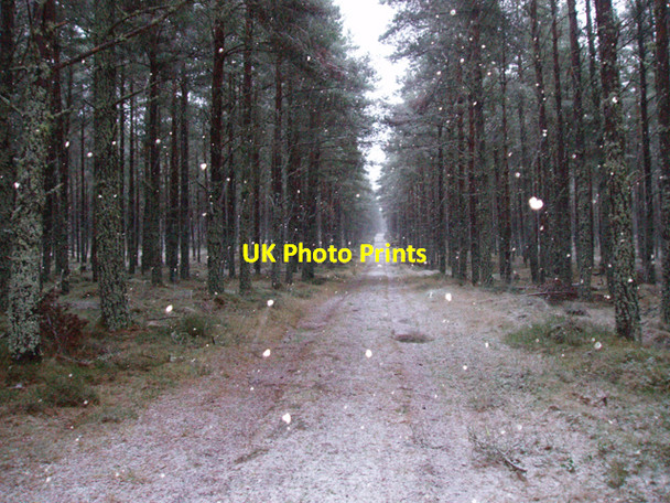 Photo 6"x4" Track through Sliemore Wood Clachaig\/NJ0218 c2009