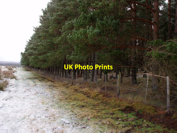 Photo 6"x4" Southern edge of Sliemore Wood Clachaig\/NJ0218 c2009