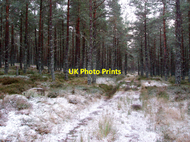 Photo 6"x4" Southern track in Sliemore Wood Clachaig\/NJ0218 c2009